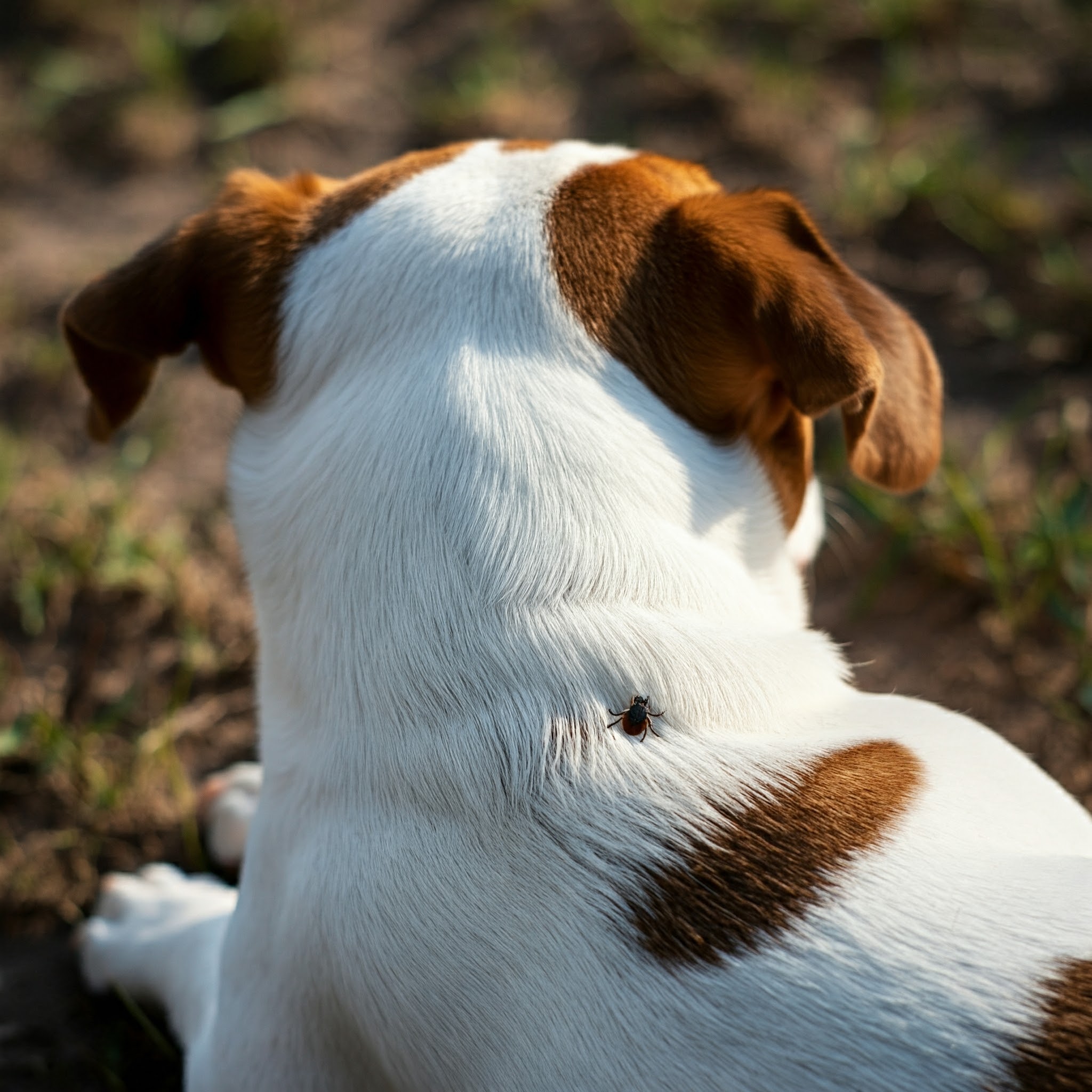 Prevenzione della malattia di Lyme: controllare il cane per le zecche