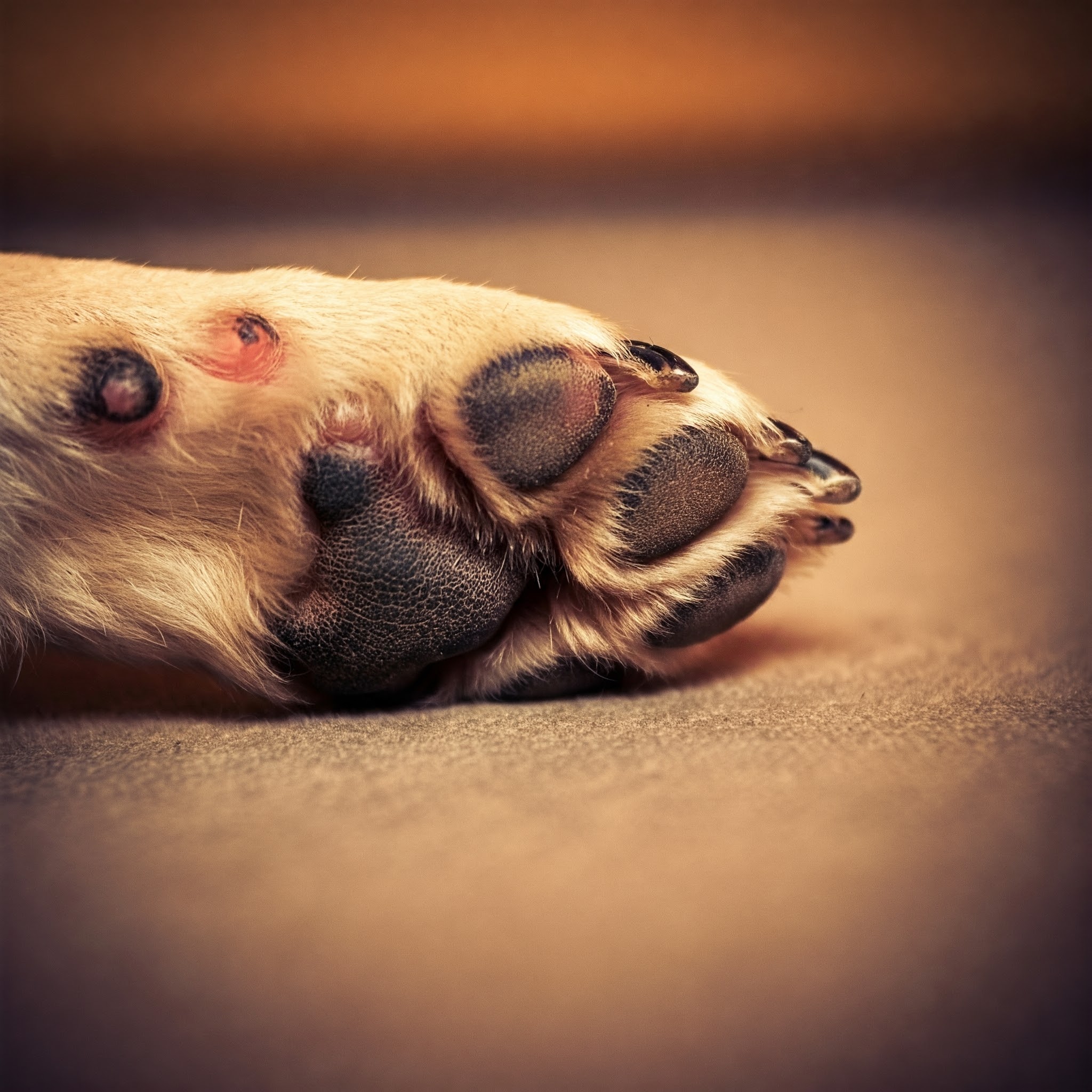 Cane con verruca sulla pelle, possibile segno di papillomavirus.