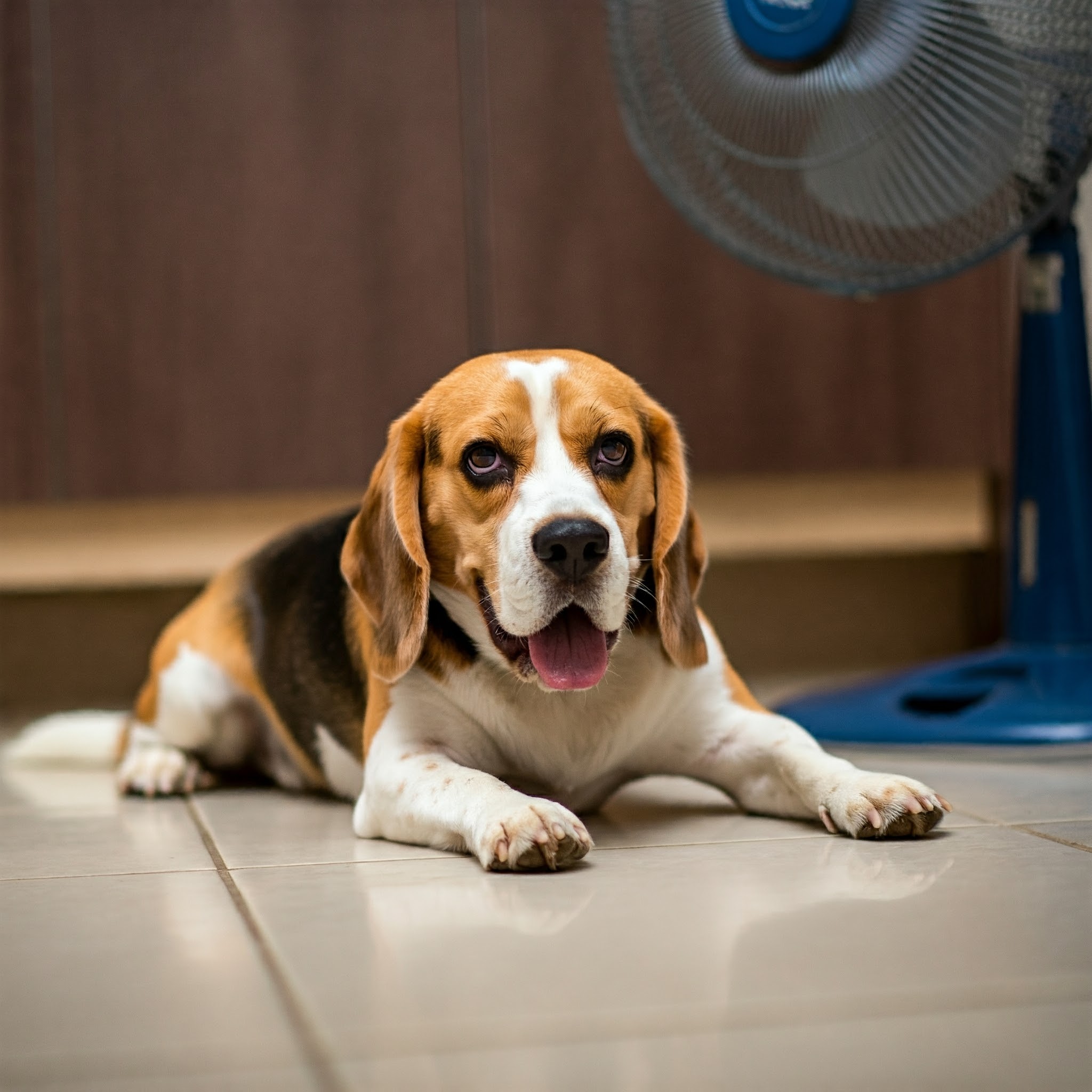 Sintomi di adenovirus nel cane: febbre e letargia