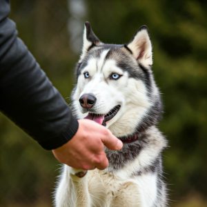 Un husky che da la zampa durante un addestramento