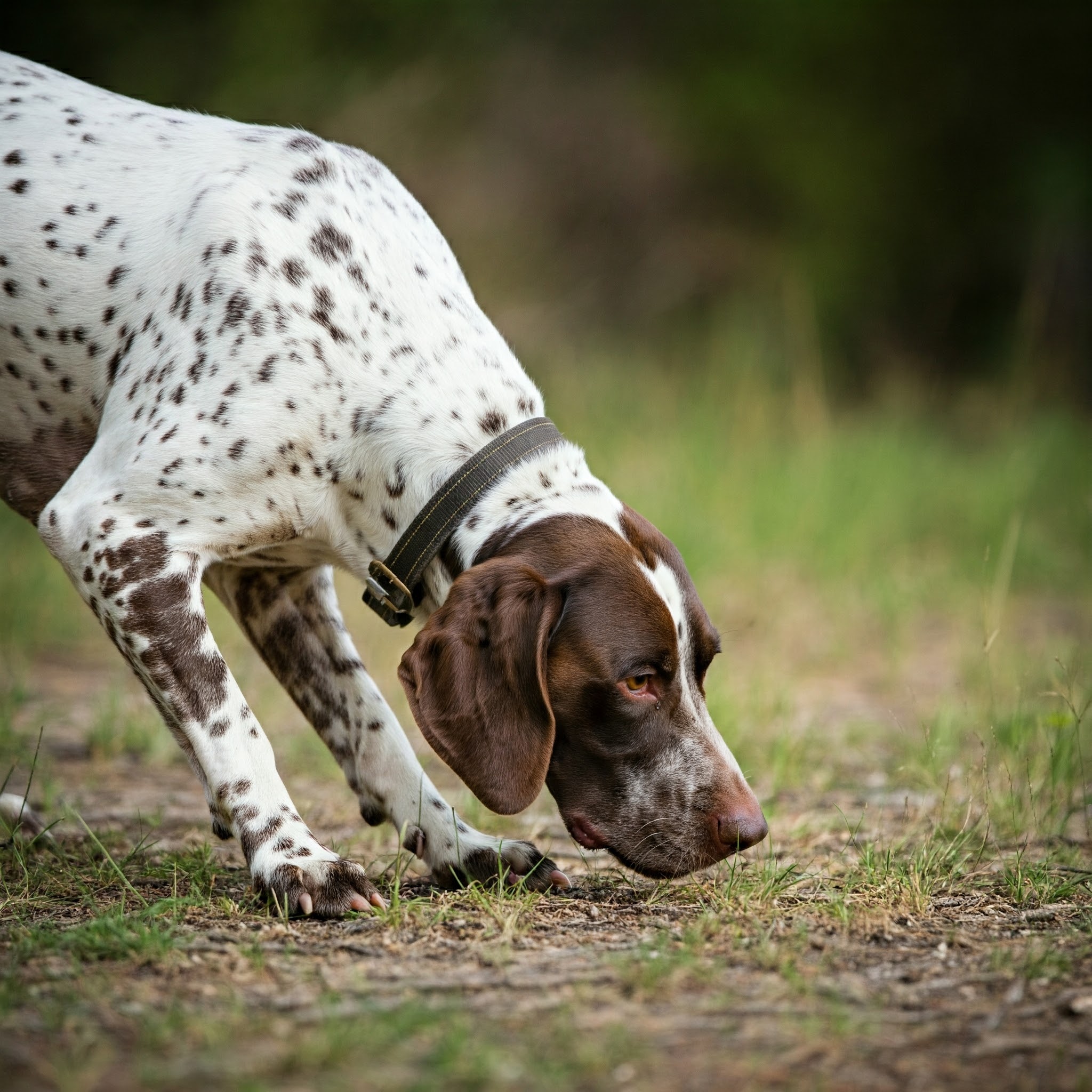 Comando “Cerca”: Stimolare il Fiuto del Cane