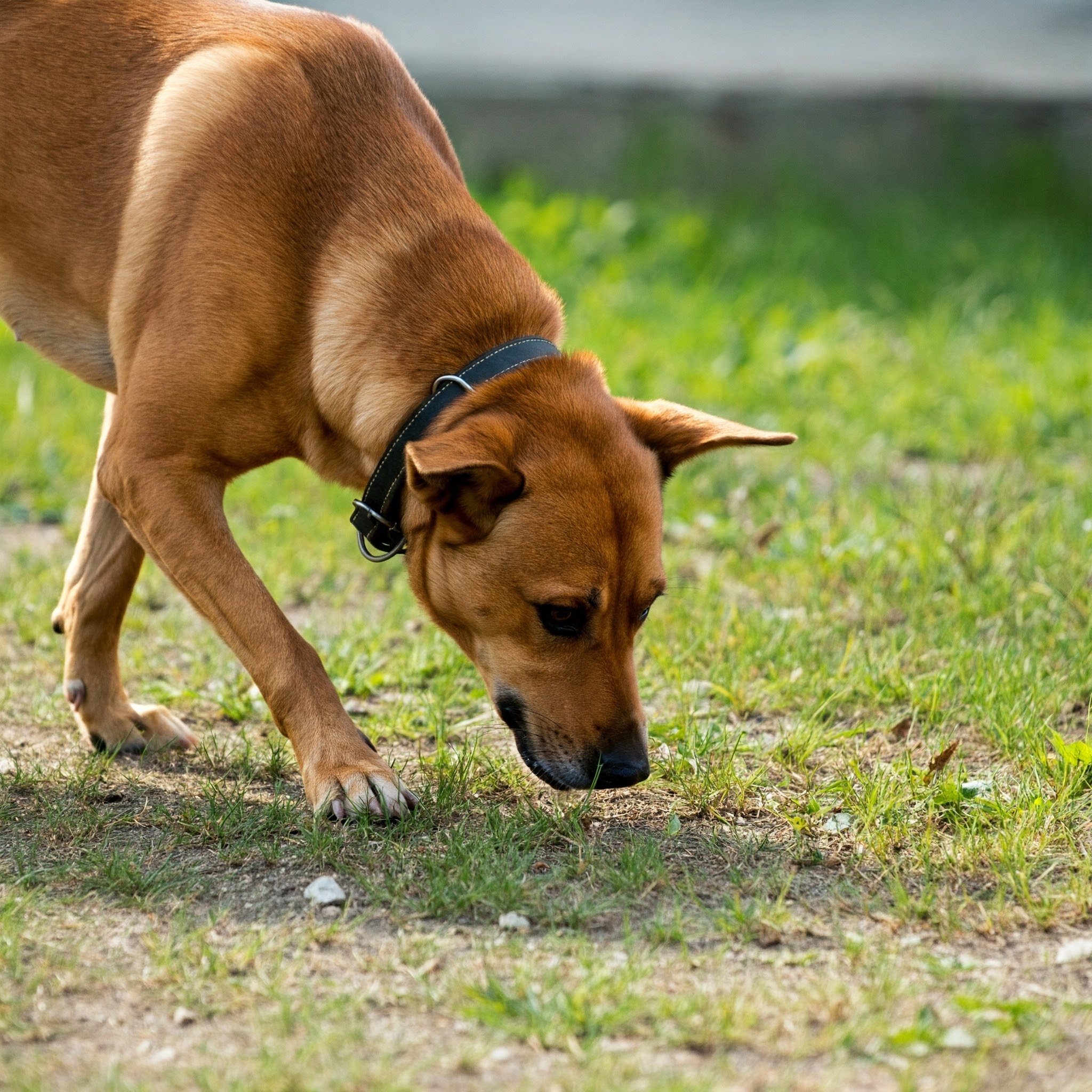 Cane mangia la cacca: cane che annusa il terreno.