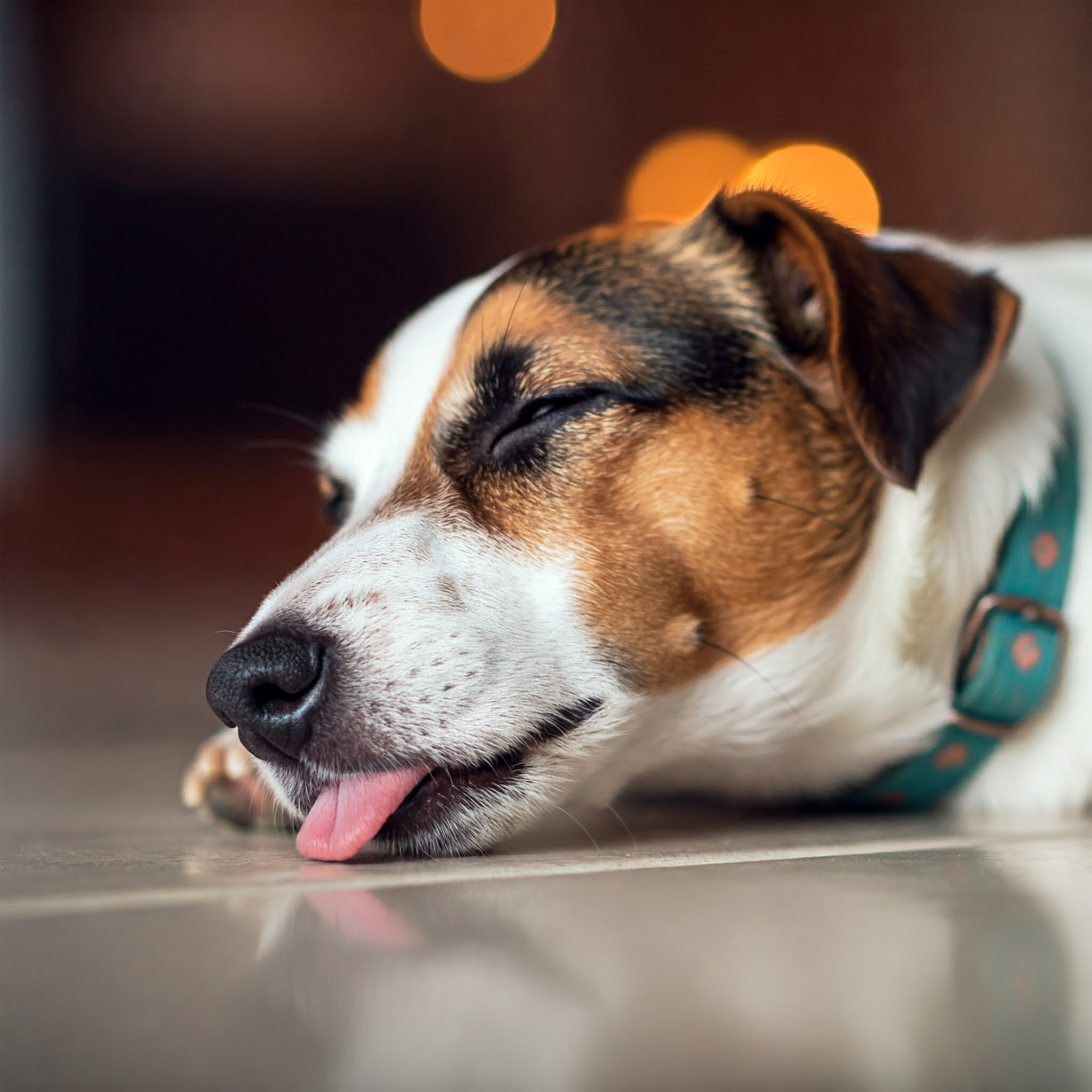 Il collasso tracheale è una condizione respiratoria che interessa la trachea del cane, compromettendo il passaggio dell'aria verso i polmoni.