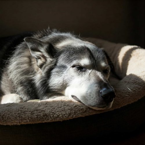 Cane anziano non mangia e dorme sempre: riposo meritato.