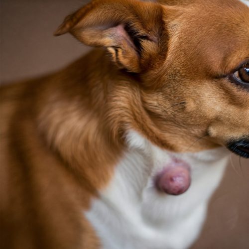 Tumori Cutanei nei Cani: Guida Completa