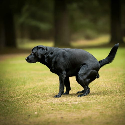Stitichezza del Cane: Cause, Sintomi e Rimedi