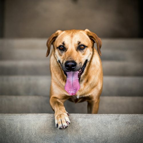 Sindrome di Wobbler: quando il cane cammina in modo incerto