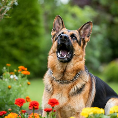 Cane che Abbaia in Giardino Privato: Cause e Soluzioni