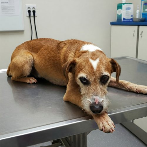 Linfoma nel Cane: Guida Completa a Sintomi e Trattamento