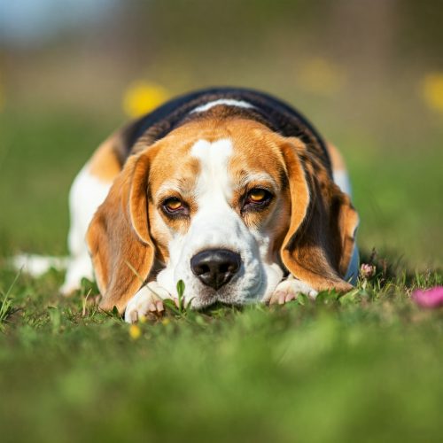 Emangiosarcoma nel Cane: Guida, Sintomi e Trattamento
