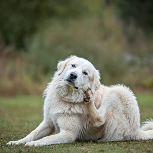 Seborrea nel cane: cause, sintomi e trattamenti
