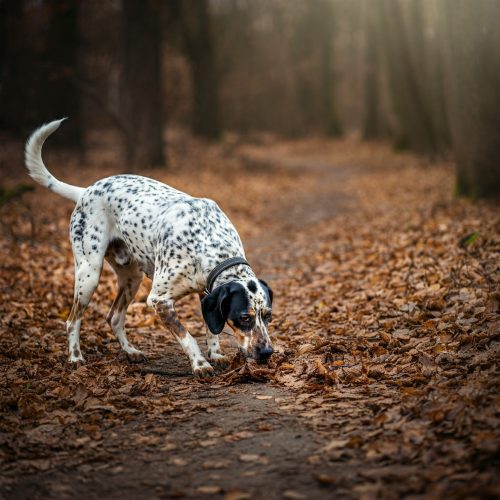 Criptococcosi Canina: Sintomi, Cause e Prevenzione